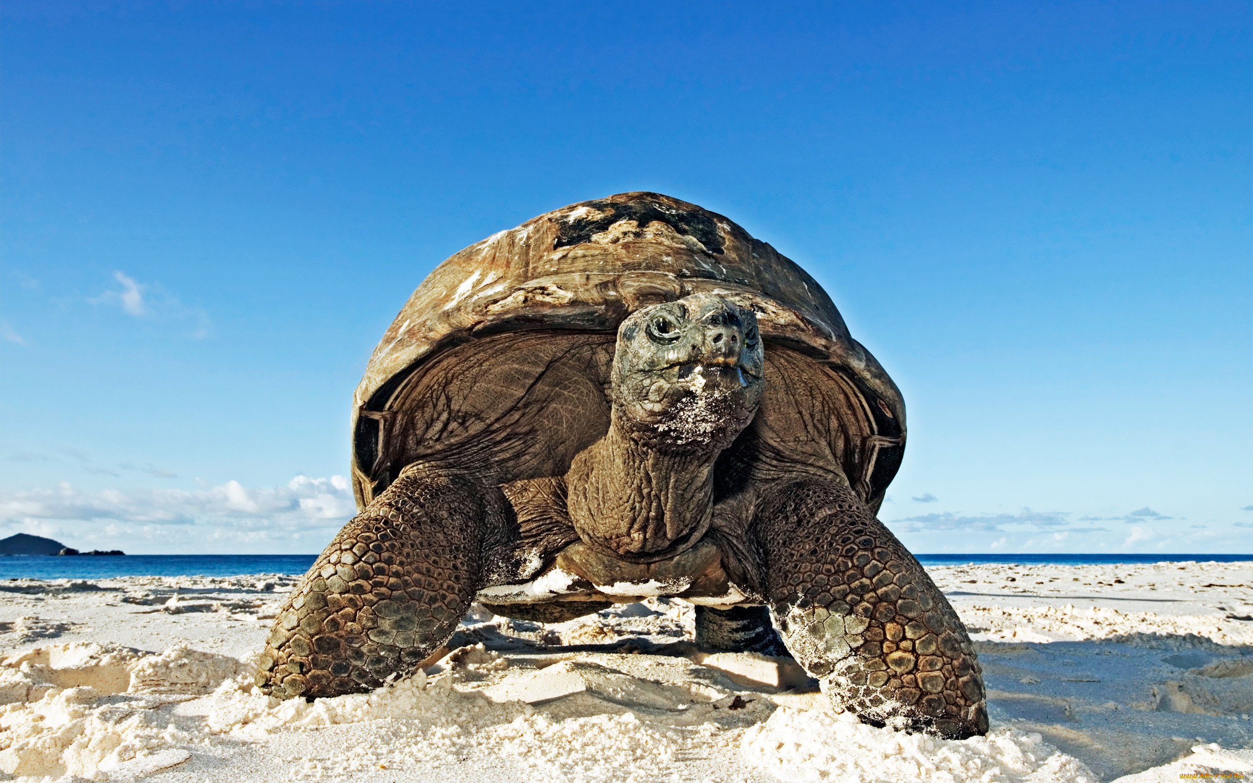 turtle, , , , , 